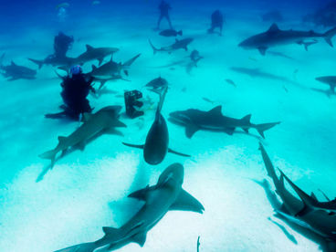 Под водой с акулами