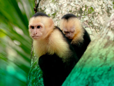 Горячие точки природы. Последняя надежда Горячие точки природы. Последняя надежда