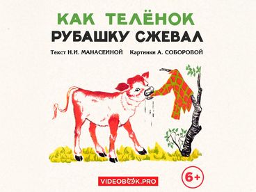 Как телёнок рубашку сжевал