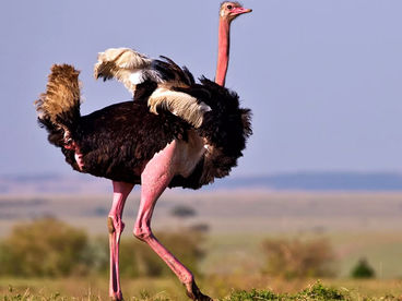 Нелетающие пернатые