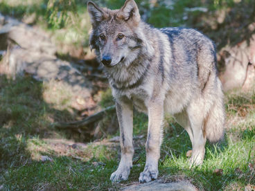 Волки: сила стаи