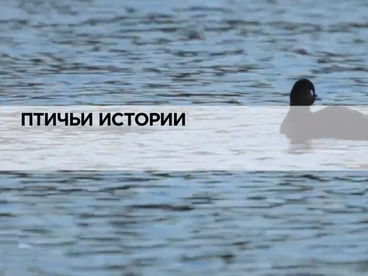 Птичьи истории Птичьи истории