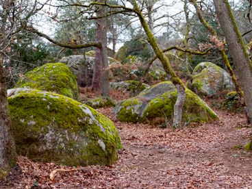 Лес Фонтенбло Лес Фонтенбло