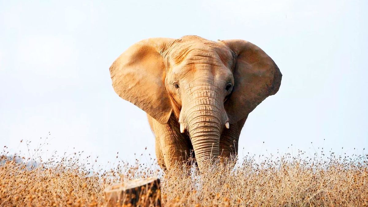 В защиту слонов