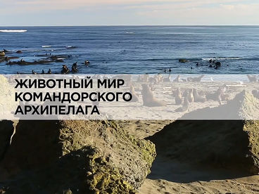 Животный мир Командорского архипелага Животный мир Командорского архипелага