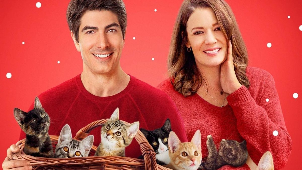 Девять котят в подарок