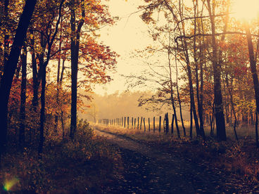 Осенняя прогулка Осенняя прогулка