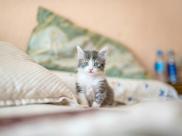 Можно ли подкармливать щенков и котят коровьим молоком? Можно ли подкармливать щенков и котят коровьим молоком?