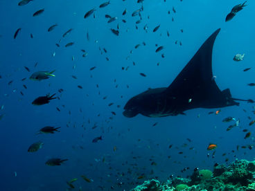 Хрупкие драгоценности природы Новой Каледонии Хрупкие драгоценности природы Новой Каледонии