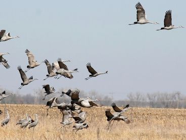 Журавль: дорога домой Журавль: дорога домой