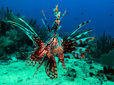 Крылатки Гондураса