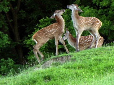 Лесные сезоны Лесные сезоны