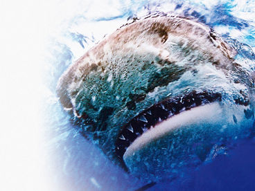 Морские хищники Морские хищники