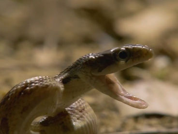 Мысли дикой природы Мысли дикой природы