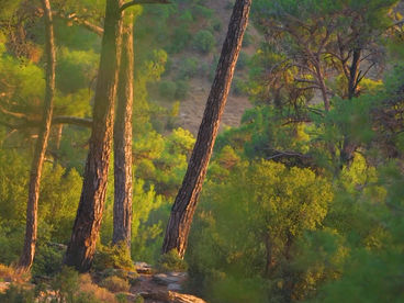 Закат в сосновой роще Закат в сосновой роще