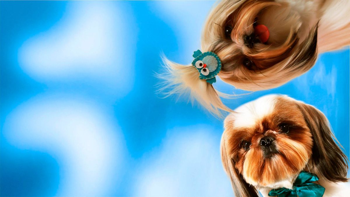 Псы под прикрытием. Миссия выполнима