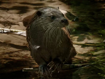 Зелёный пояс Европы