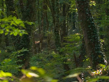 Буковый лес Грузия Буковый лес Грузия