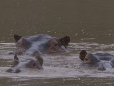 Гиппопотамы Южной Африки Гиппопотамы Южной Африки