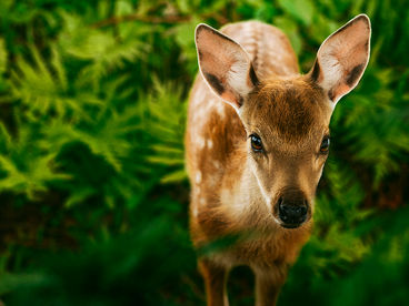 Бемби. История жизни в лесу