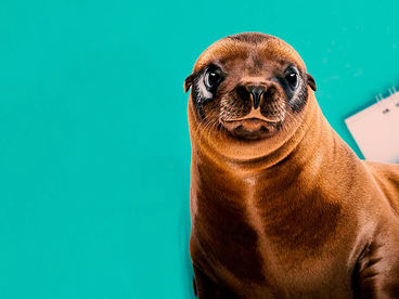 Медицинская помощь для морских львов