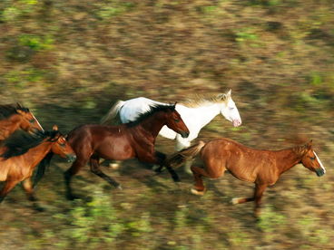 Полудикие лошади Маркизских островов Полудикие лошади Маркизских островов