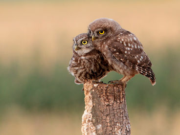 Повелитель ночей Повелитель ночей