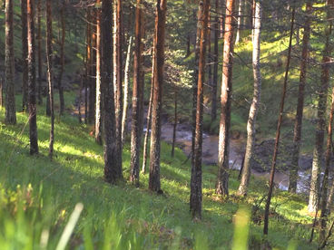 Река Чалачки поток Сербия Река Чалачки поток Сербия