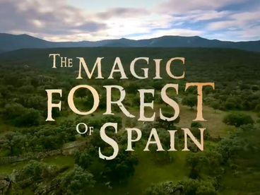 Магический лес Испании Магический лес Испании