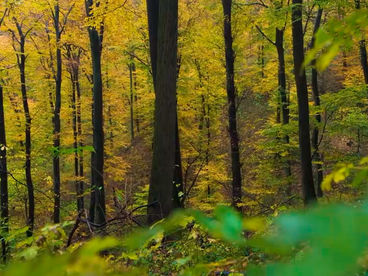 Дождливый лес Сербия Дождливый лес Сербия