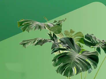 Больше тени - ярче листья