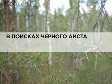 В поисках чёрного аиста