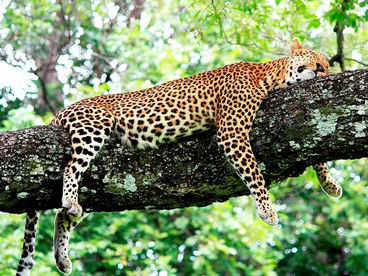 Гепарды. Братья по крови Гепарды. Братья по крови