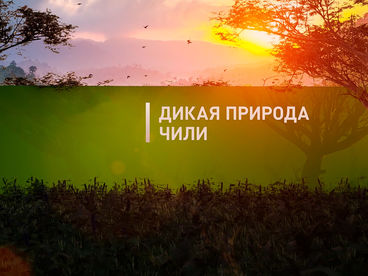 Дикая природа Чили