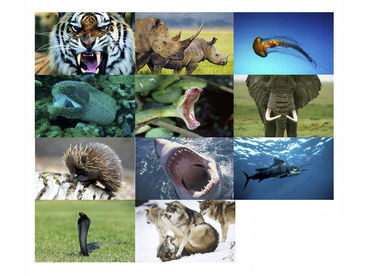 Живое оружие Живое оружие