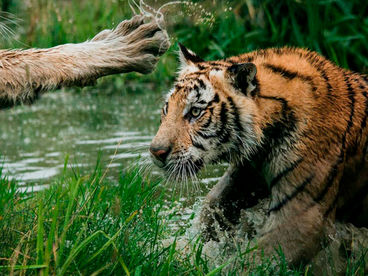 Бойцовский клуб природы
