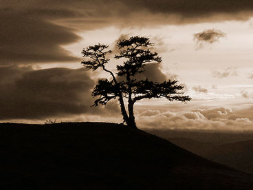 О деревьях и лесах. Невидимый мир О деревьях и лесах. Невидимый мир