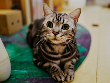 Как правильно поить кошку? Как правильно поить кошку?