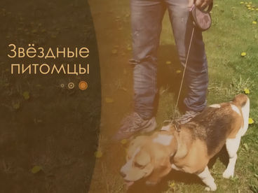 Звёздные питомцы