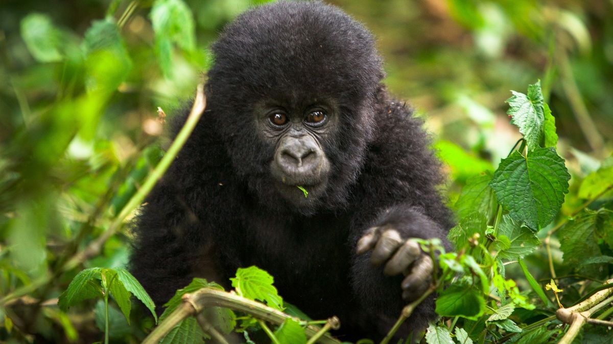 Такая разная Руанда