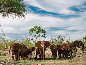 2000 суматранских слонов 2000 суматранских слонов