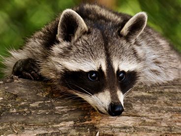 О животных и не только О животных и не только