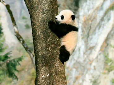 Четыре сезона в королевстве панд Четыре сезона в королевстве панд