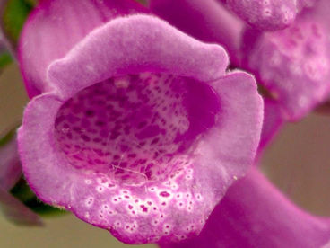 Тайны полевых цветов Тайны полевых цветов