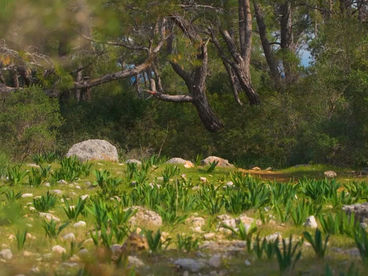 Средиземноморский лес