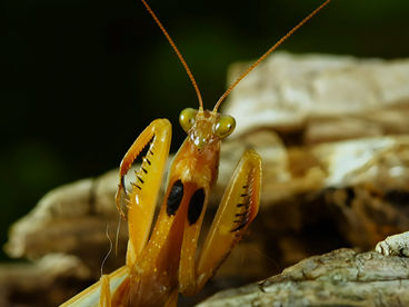 Миниатюрные хищники Миниатюрные хищники