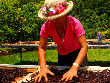 Искусство выращивать ваниль Искусство выращивать ваниль