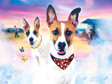 Гампи. Собачья жизнь