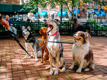 Секреты домашних животных Секреты домашних животных