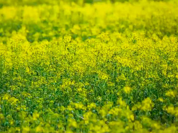 Горчичное поле Горчичное поле